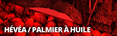 ad-hevea-palmier1