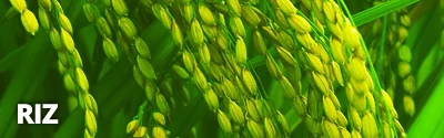 ad-riz1