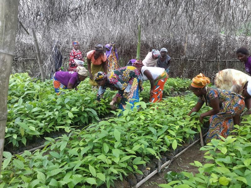 Les femmes de la coopérative entretenant leurs pépinières de cacaoyers